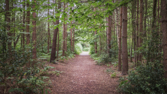 Things to do in Berkshire   Buckler’s Forest, Crowthorne