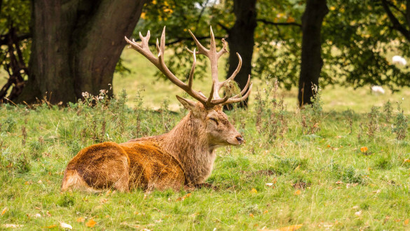 Things to do in Cheshire   Tatton Park, Knutsford