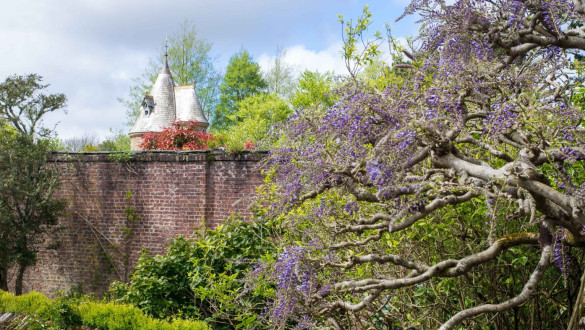 Things to do in Cornwall   Trelissick, Gardens