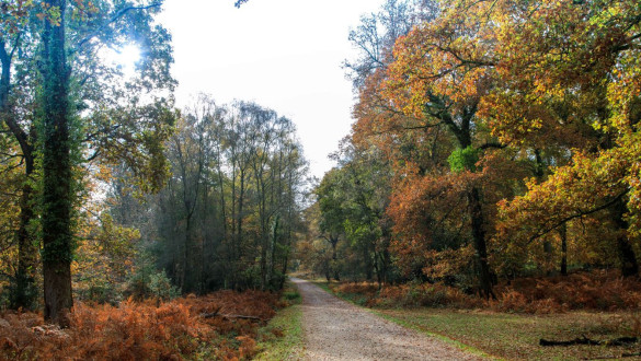 Things to do in Hampshire   Brockenhurst New Forest walk