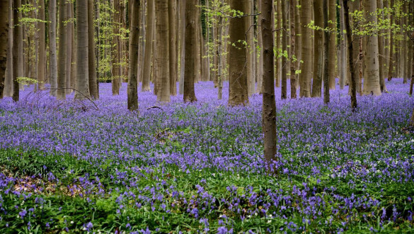 Things to do in Hertfordshire   Heartwood Forest, Sandridge