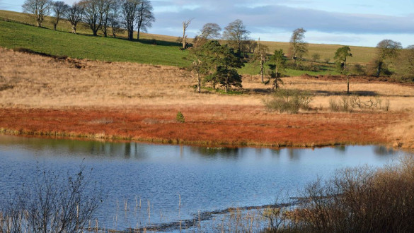 Things to do in Somerset   Stockhill Woods Mendip Hills
