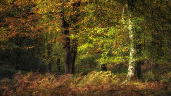 Things to do in Staffordshire   Cannock Chase