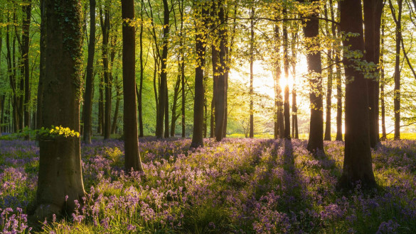 Things to do in Wiltshire   Savernake Forest
