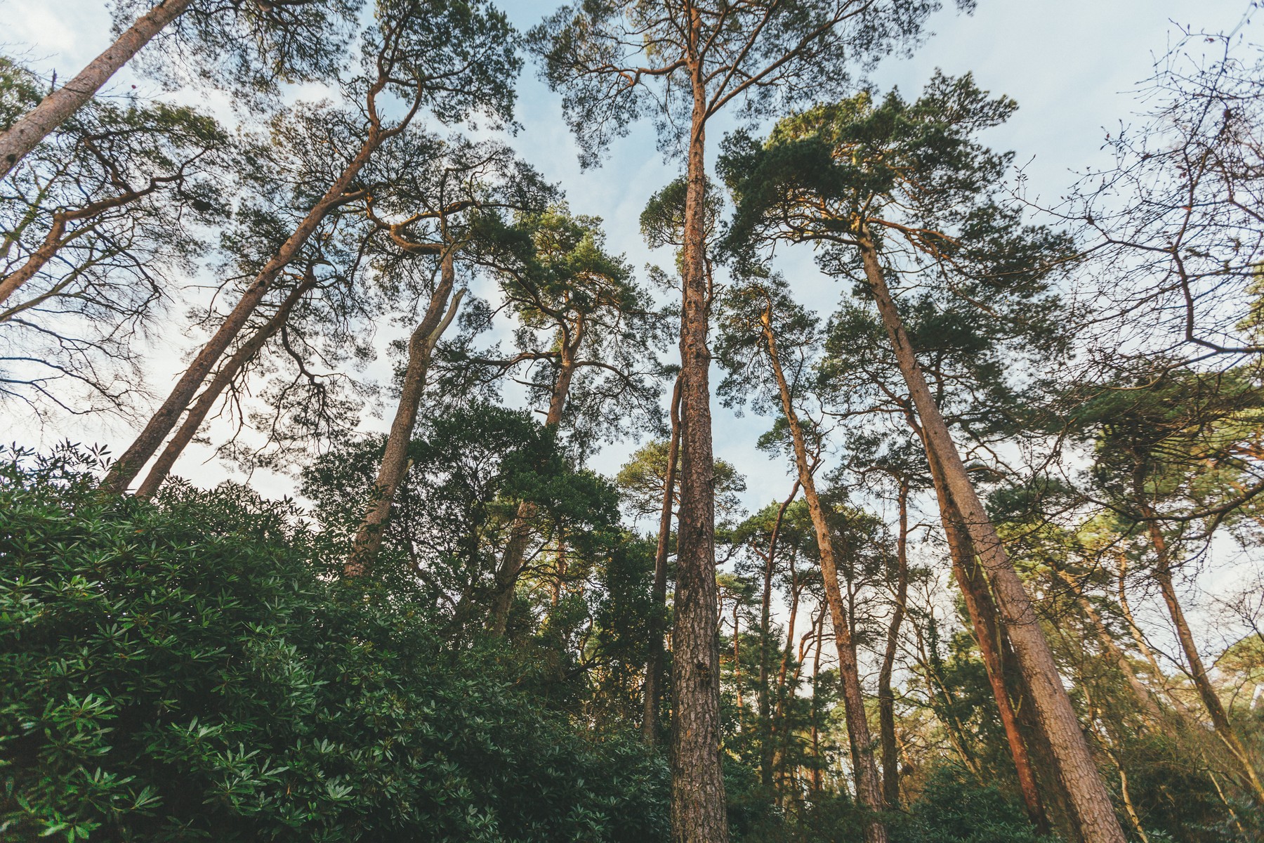 vb5160926 Canford 228 1800x1200