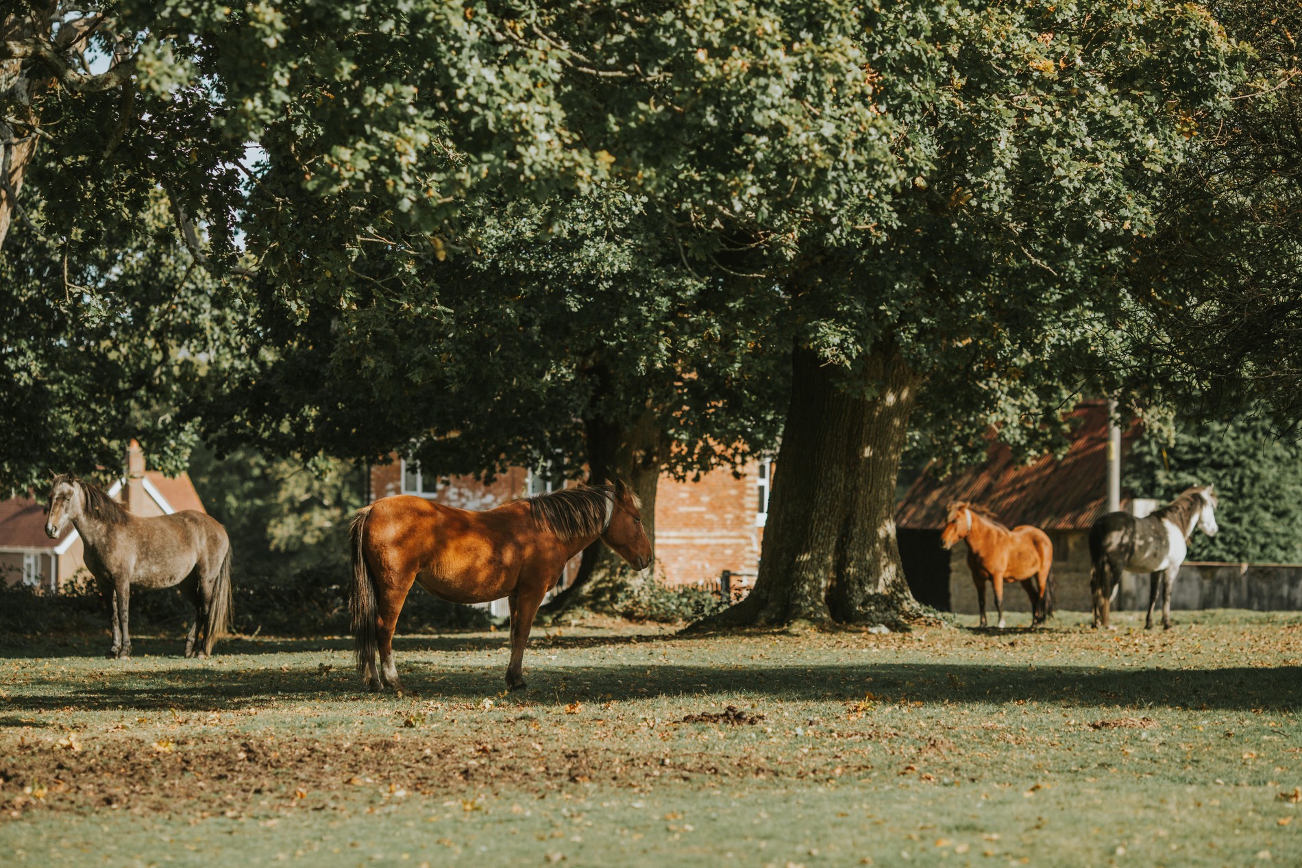 vb5161055 New Forest 41 1900x1267