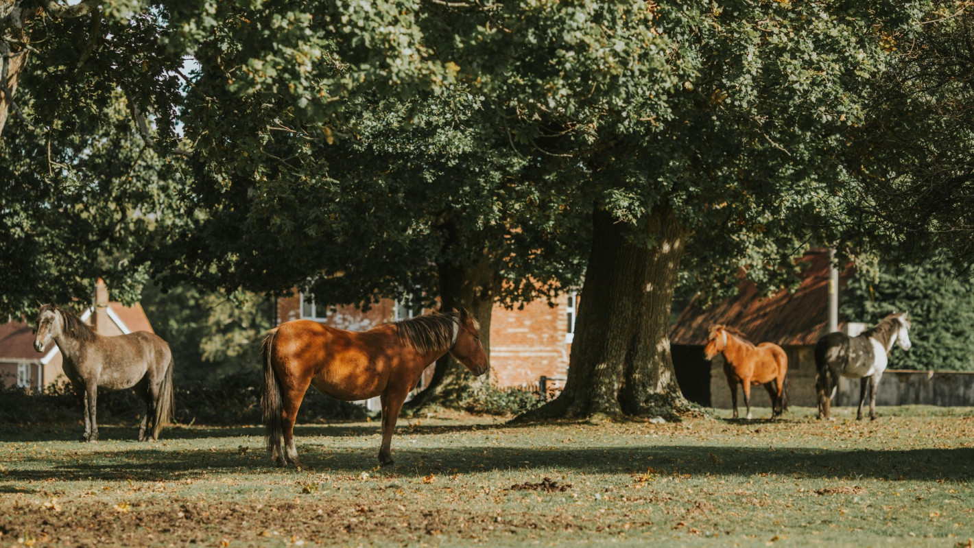 vb5161055 New Forest 41 1900x1267