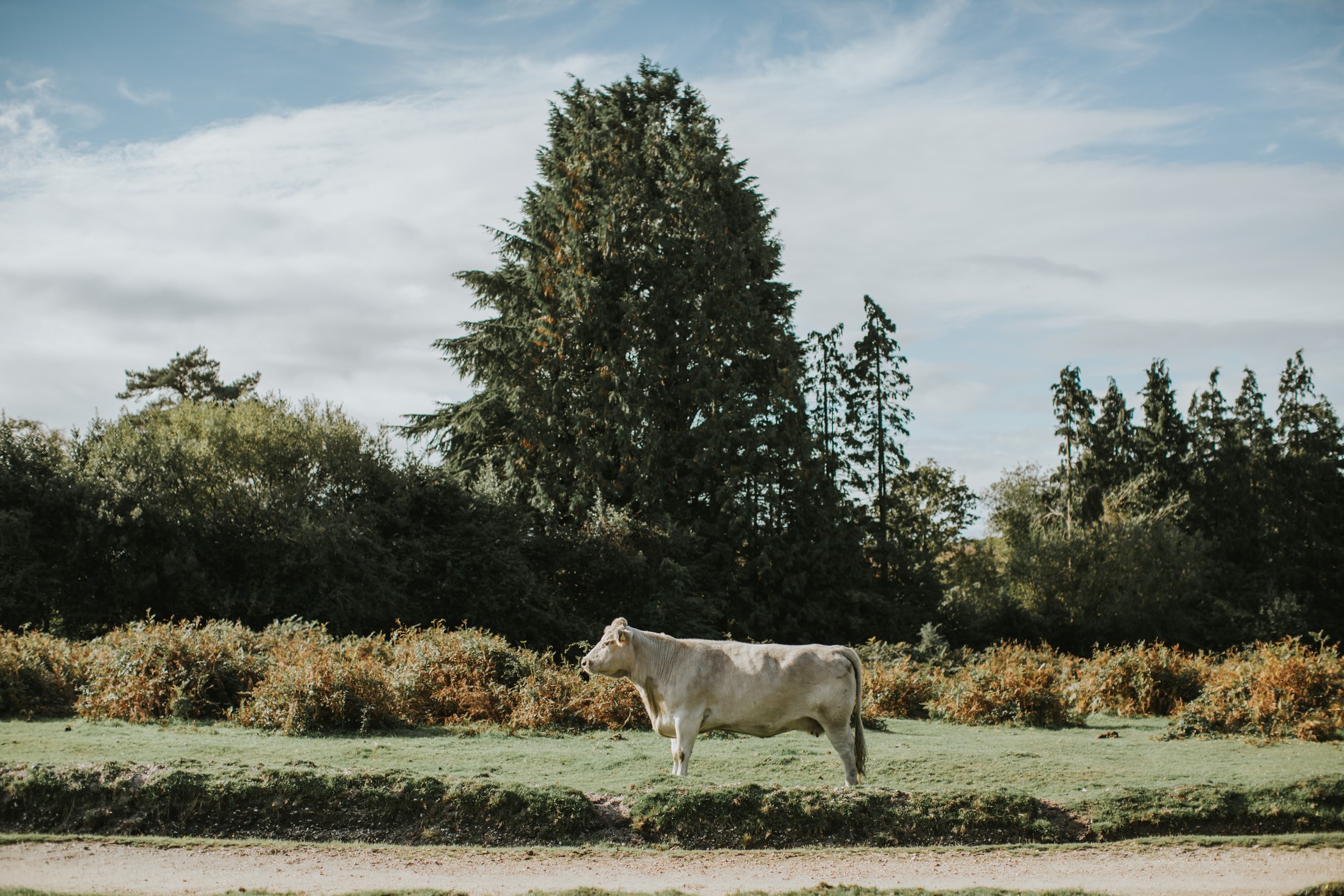 vb5161056 New Forest 42 1900x1267