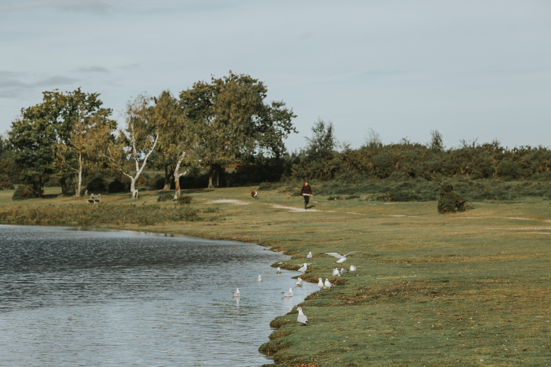 vb5161057 New Forest 39 1900x1267