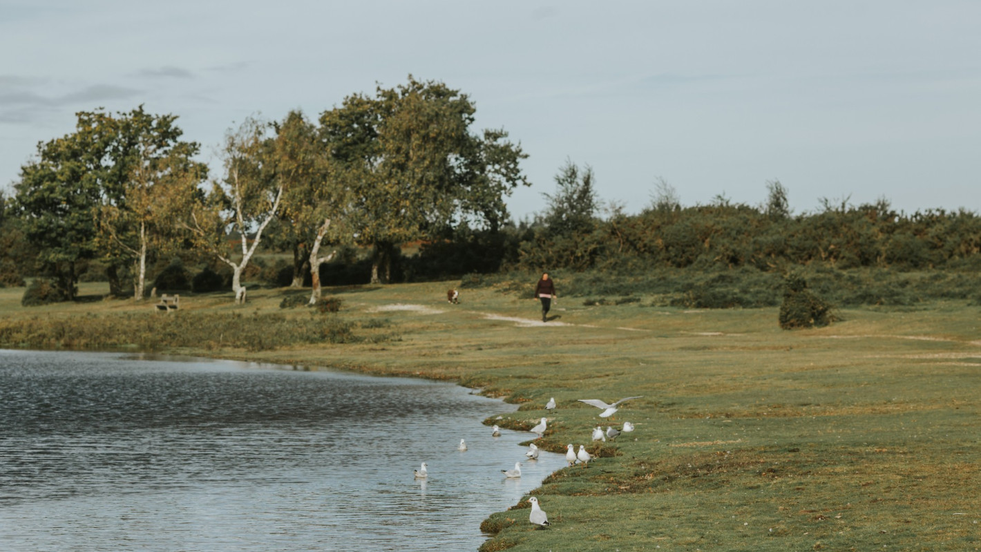 vb5161057 New Forest 39 1900x1267