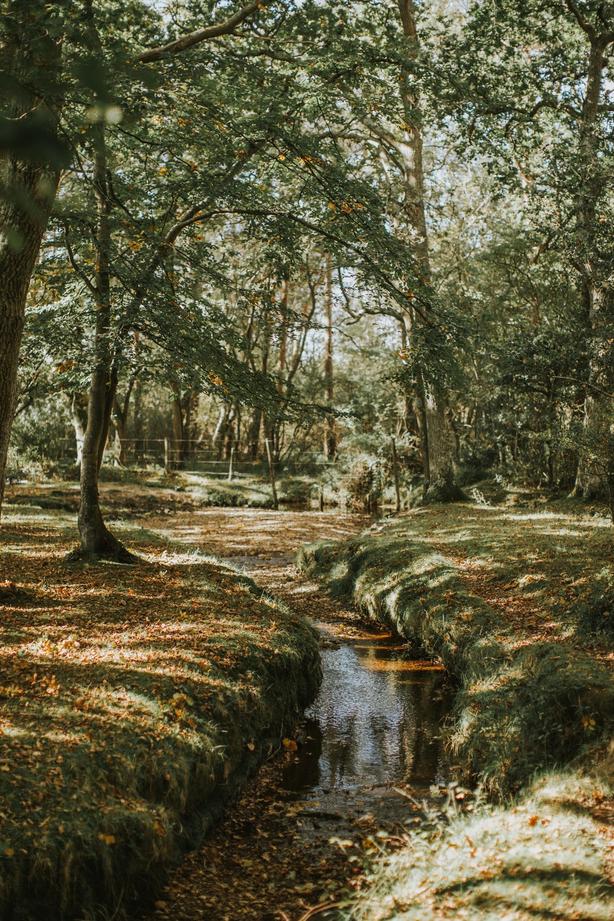 vb5161059 New Forest 156 1267x1900