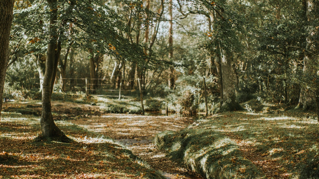 vb5161059 New Forest 156 1267x1900