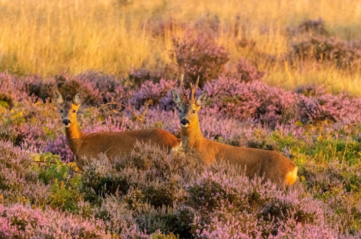 Why retire in Dorset   RSPB Arne nature reserve