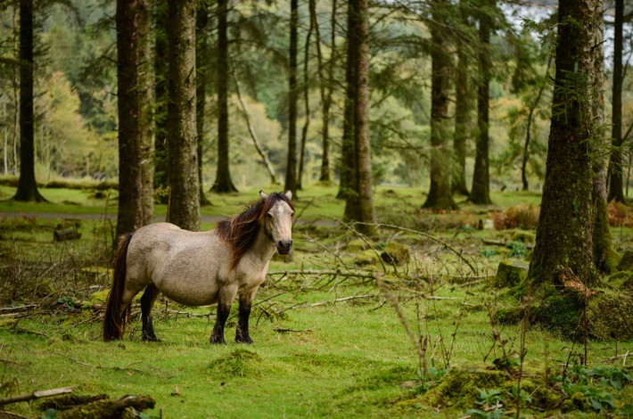 Why retire in Hampshire   New Forest walks