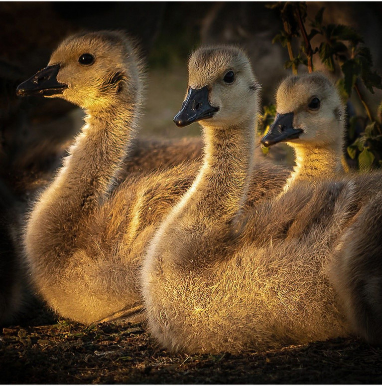Enjoying The Evening Sun Richard Bullock  v2